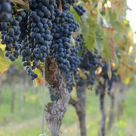 アパートホテル Tenuta Padre Pio